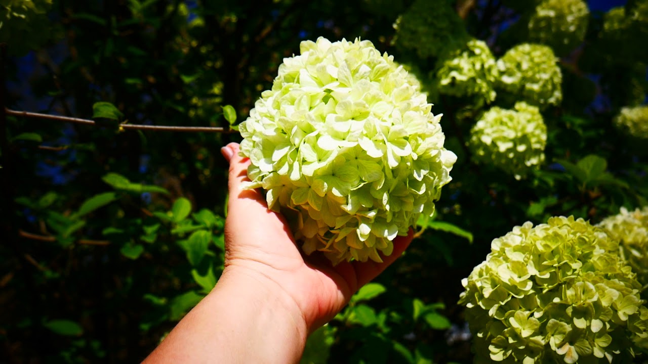 Калина обыкновенная "Розеум" (Viburnum opulus Roseum)