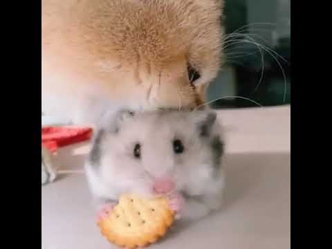 Cat Eats Hamster Live