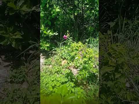 açude da fazenda Caraíbas Jerumenha Piauí