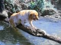 dog falls off log into water 