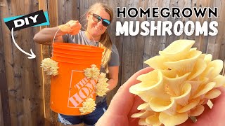 🍄 Grow Edible Mushrooms at Home in Buckets | DIY How To Tutorial 🍄
