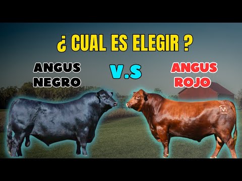 , title : 'Angus negro v.s Angus rojo. ¿cuál elegir?'