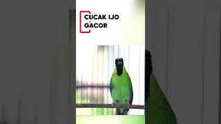 Download lagu CUCAK IJO GACOR ISIAN MEWAH - Pancingan Burung Cucak Ijo Muda & Macet Langsung EMOSI JAMTROK - 028 mp3