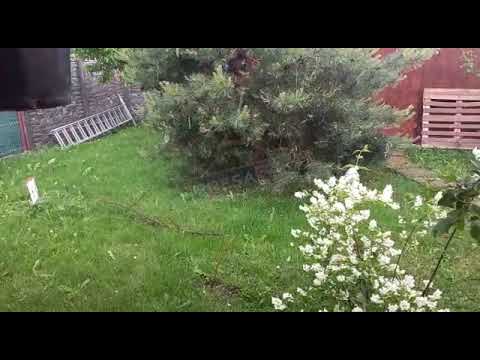 Cadere de grindina Lazuri, judetul Satu Mare