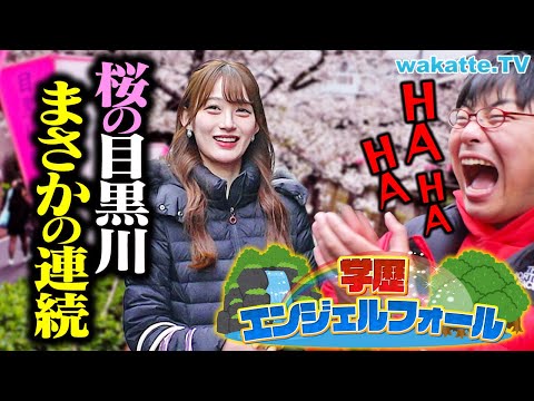 放射線技術学科 【ドンピシャ祭り！？】桜満開の目黒川で学歴エンジェルフォール！【wakatte TV】#1226