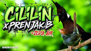 Download lagu MASTERAN BURUNG WAJIB CILILIN X PRENJAK BETINA SUARA JERNIH   TERAPI AIR 100% CEPAT MASUK! mp3