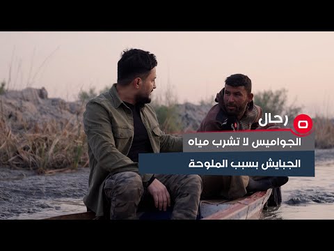 شاهد بالفيديو.. الجواميس تشرب مياه الفرات المنقولة بالبراميل واهوار الجبايش اصبحت للاغتسال فقط!