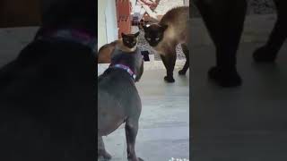 Download lagu Tarung Antar Genk! Anjing Vs Kucing! 🤣🤣🤣 mp3 Download lagu Tarung Antar Genk! Anjing Vs Kucing! 🤣🤣🤣 mp3