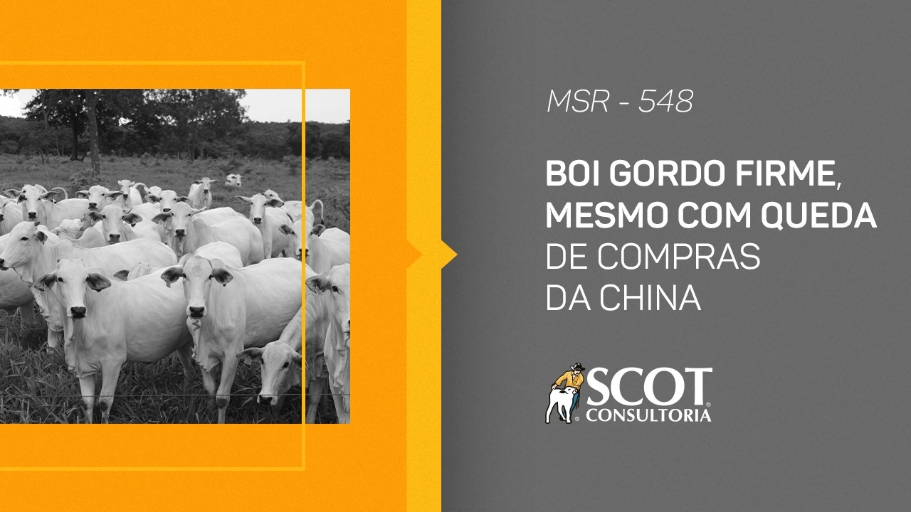 Mercado Sem Rodeios - Episódio 548 - Boi gordo firme, mesmo com queda de compras da China