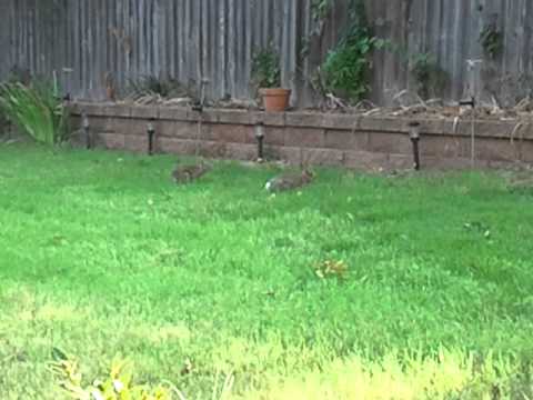 two cottontails in my front yard 2011-07-31.
