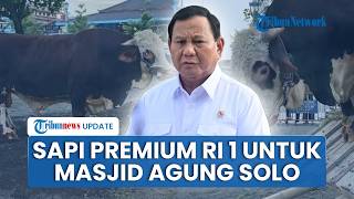 Prabowo Sumbang Satu Sapi Kurban Premium untuk Masjid Agung Keraton Solo Tiba di Surakarta