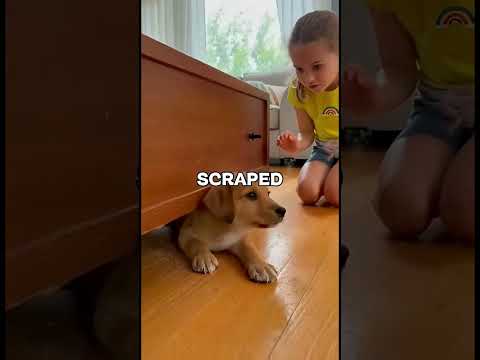 Мы чуть не оставили щенка во время торнадо…