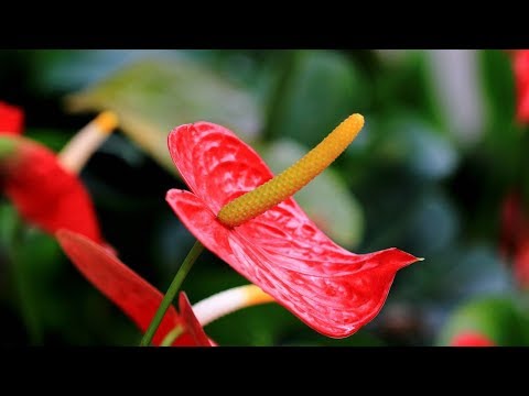 火鶴花枯萎
