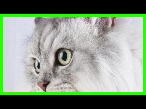 What does a cat`s color say about its personality?