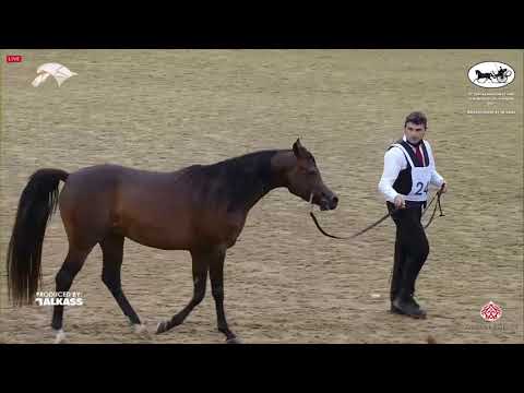 N 243 JALMOOD UMM ALUDHAM   9th Qatar National AHS for Individual Owners   Stallions 4 6 Years Old C