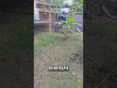 Mengeringkan Kolam Dengan Cepat