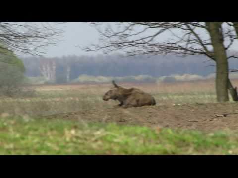Biebrza 2011 - śpiący i przeżuwający łoś