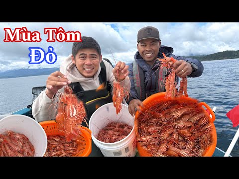 Rare Red Prawn Harvest Season in the USA