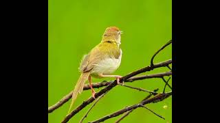 Download lagu suara burung penjahit || kicau burung || suara burung, #shorts, #suaraburung, #ytshorts,#burunglucu #yt mp3