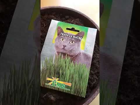 I wonder if my cat will eat this grass. 🤔
