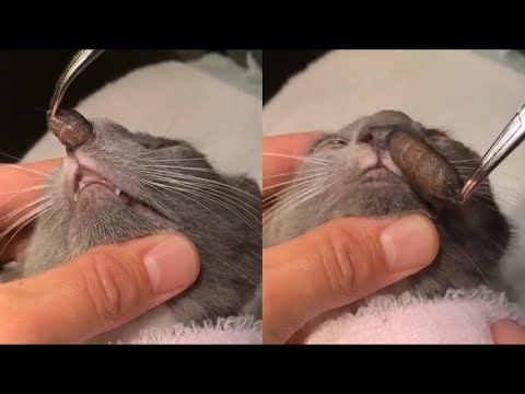 Removing A Huge Botfly Maggot Inside A Cat's Nose (Part 53)