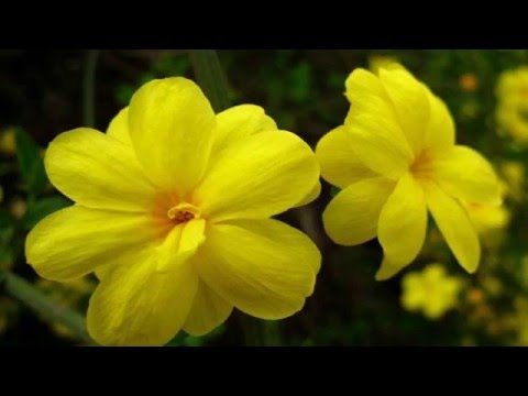 Winter Jasmine (HD1080p)