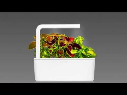 Click &amp; Grow sėklos išmaniajam vazonui - Margenis darželinis, 3vnt. video