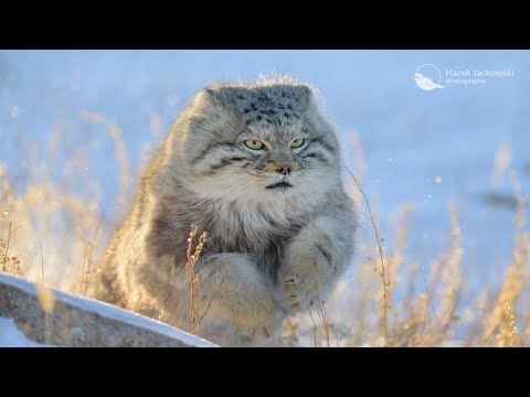 Pallas Cat - Eastern Mongolian Steppe, Mongolia