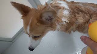 リクとまいは、犬洗いのストレス解消法は・・・