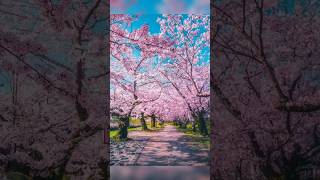 Download lagu Indahnya Musim Semi di Jepang #jepang #kyoto #musimsemi #sakura #bungapink #wisatadunia mp3