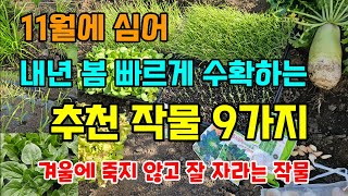 11월에 심어 봄부터 빠르게 수확하는 작물 9가지 겨울에도 잘 자라요 #11월에심는작물 #텃밭농사