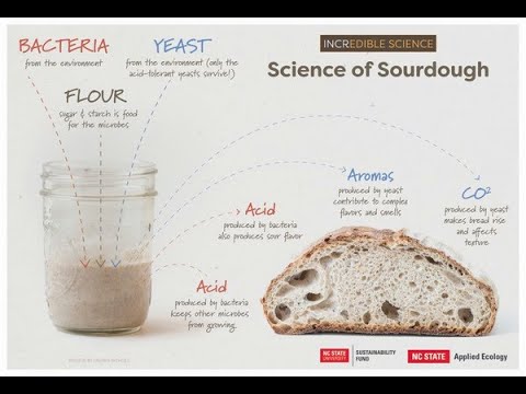 Sourdough for Science