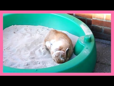 YouTube video about: Can rabbits have sand baths?