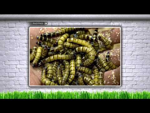 Pagi-Pagi 8 Desember 2015 Part 5/5 - Indah Kalalo, Trisna