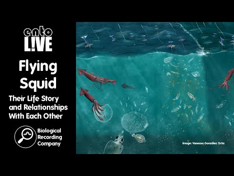 Flying Squids: Their Life Story and Relationships With Each Other