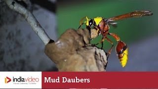 Earthy cottages - Mud dauber style 