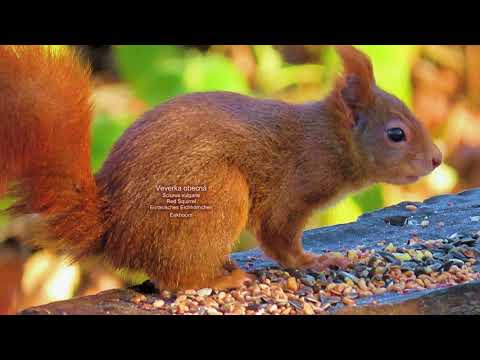 1206. Veverka obecná,Red squirrel,Eurasisches Eichhörnchen,Eekhoorn,Écureuil roux, #squirrel