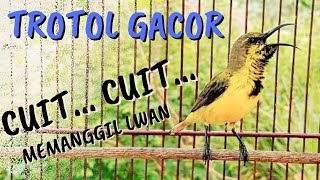 Download lagu SOGON GACOR MEMANGGIL LAWAN‼️ mp3 Download lagu SOGON GACOR MEMANGGIL LAWAN‼️ mp3