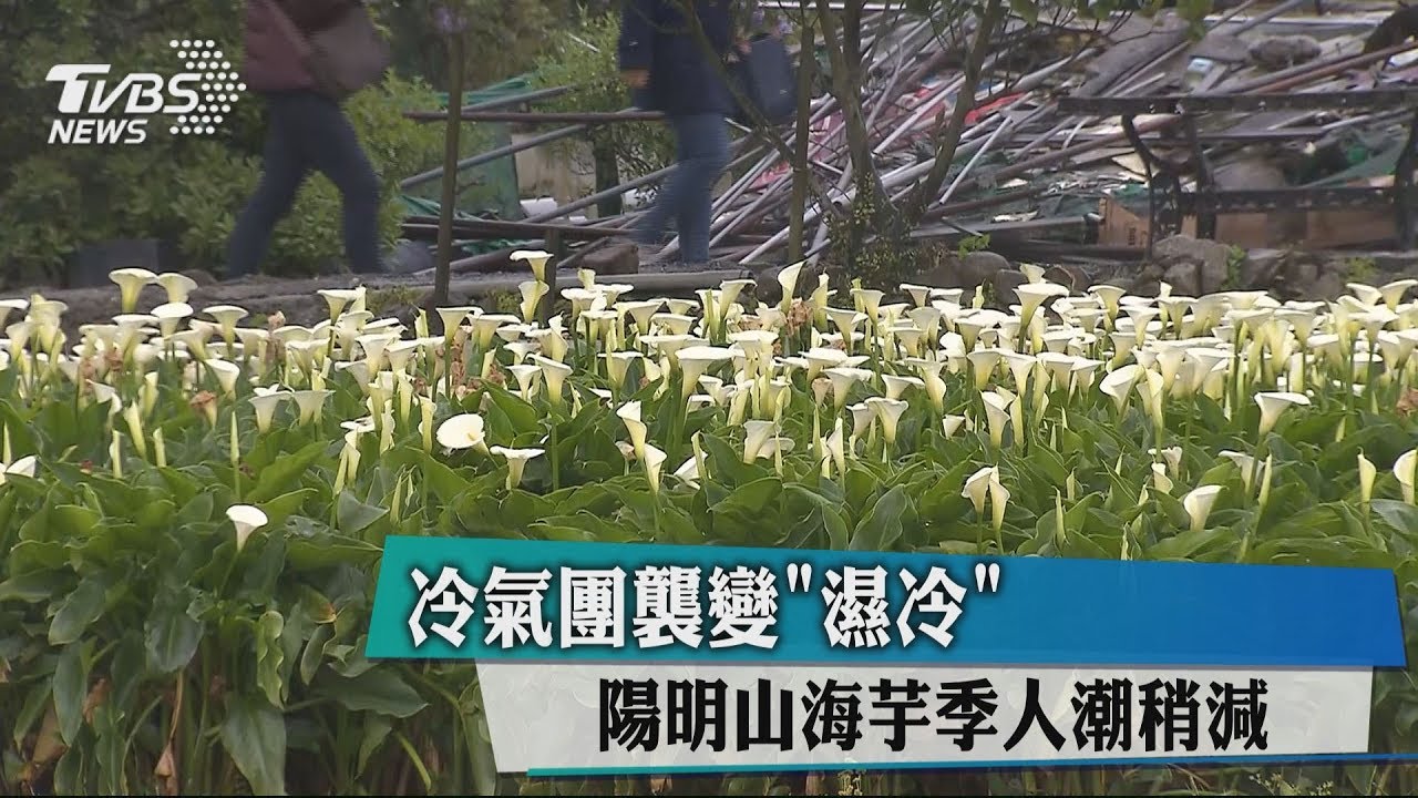 冷氣團襲變「濕冷」　陽明山海芋季人潮稍減