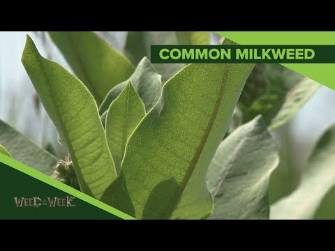 Weed of the Week #1142 Common Milkweed (Air Date 2-23-20)
