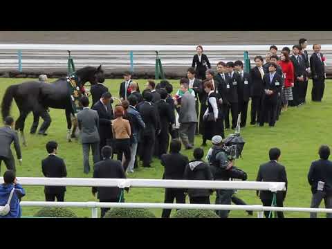 現役時代のエピファネイアですよ！！　　菊花賞2013 口取り式　＃エピファネイア　＃菊花賞