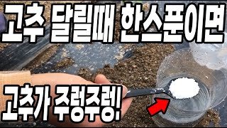 고추가 달리기 시작할때 이것 한스푼이면 고추가 주렁주렁 달려 농사대박납니다