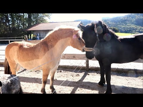 NEUES PFERD AM STALL MEIN PFERD BEKOMMT BESUCH VON PILGRIM PILSALI