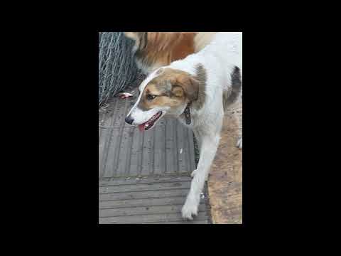 Shireen (Schwester Leyla) sucht Ihr Für Immer ZuHause - Tierheim "Der Glückliche" - Hundeherz