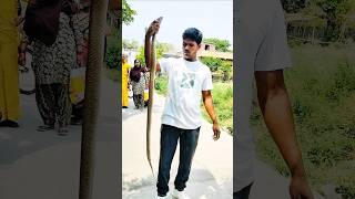 Download lagu 20 sal purana wheat snake #viralreel #snake #death #cobra #cobrasanke #funny #animals #song #nature mp3 Download lagu 20 sal purana wheat snake #viralreel #snake #death #cobra #cobrasanke #funny #animals #song #nature mp3