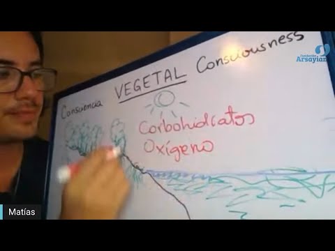 Day 356 Edición en Español - VEGETAL - Spanish edit- Matias De Stefano