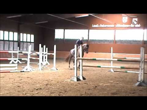 Cora, 5jährige Holsteiner Stute, Concreto/Calido I