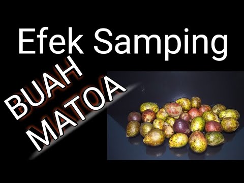 , title : 'Efek Samping Buah Matoa'