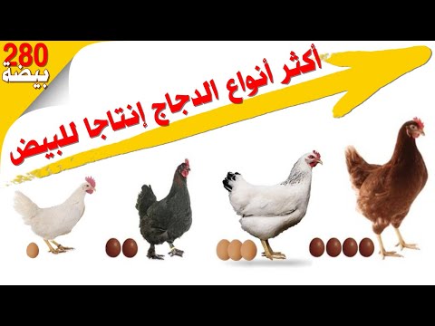 , title : 'أكثر سلالات الدجاج إنتاجا للبيض 🐔 مشروع تربية الدجاج البياض 🥚'