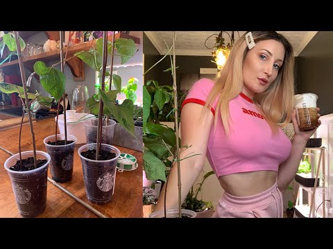 Re-using Starbucks Cups To House My Seedlings! I HOLLY WOLF